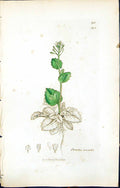 Antique Print British Plants Botany 1847 Sowerby Smith Colour Draba Muralis