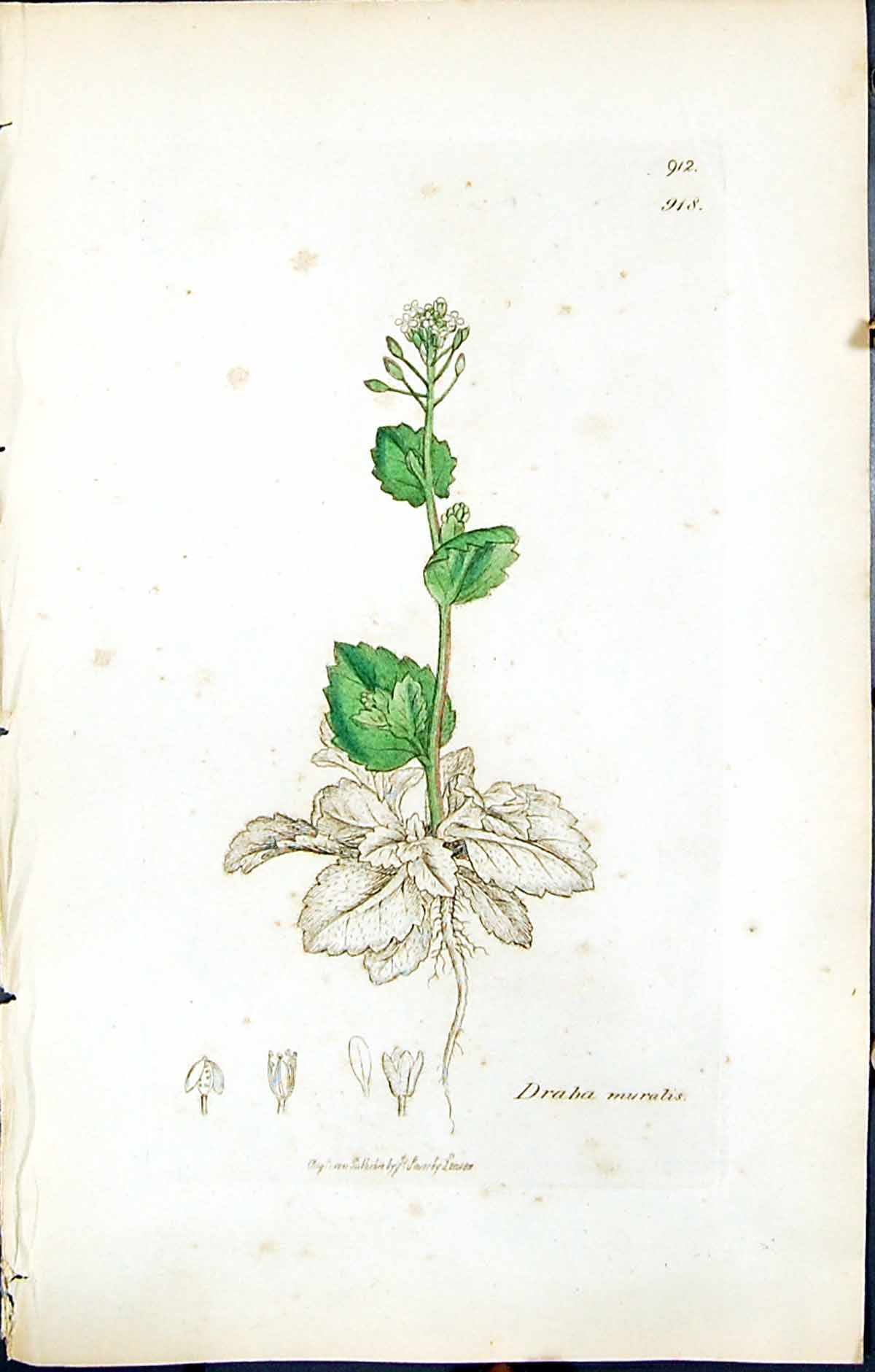 Antique Print British Plants Botany 1847 Sowerby Smith Colour Draba Muralis
