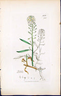 Antique Old Print Koniga Maritima British Plants Botany 1847 Sowerby Smith 19th