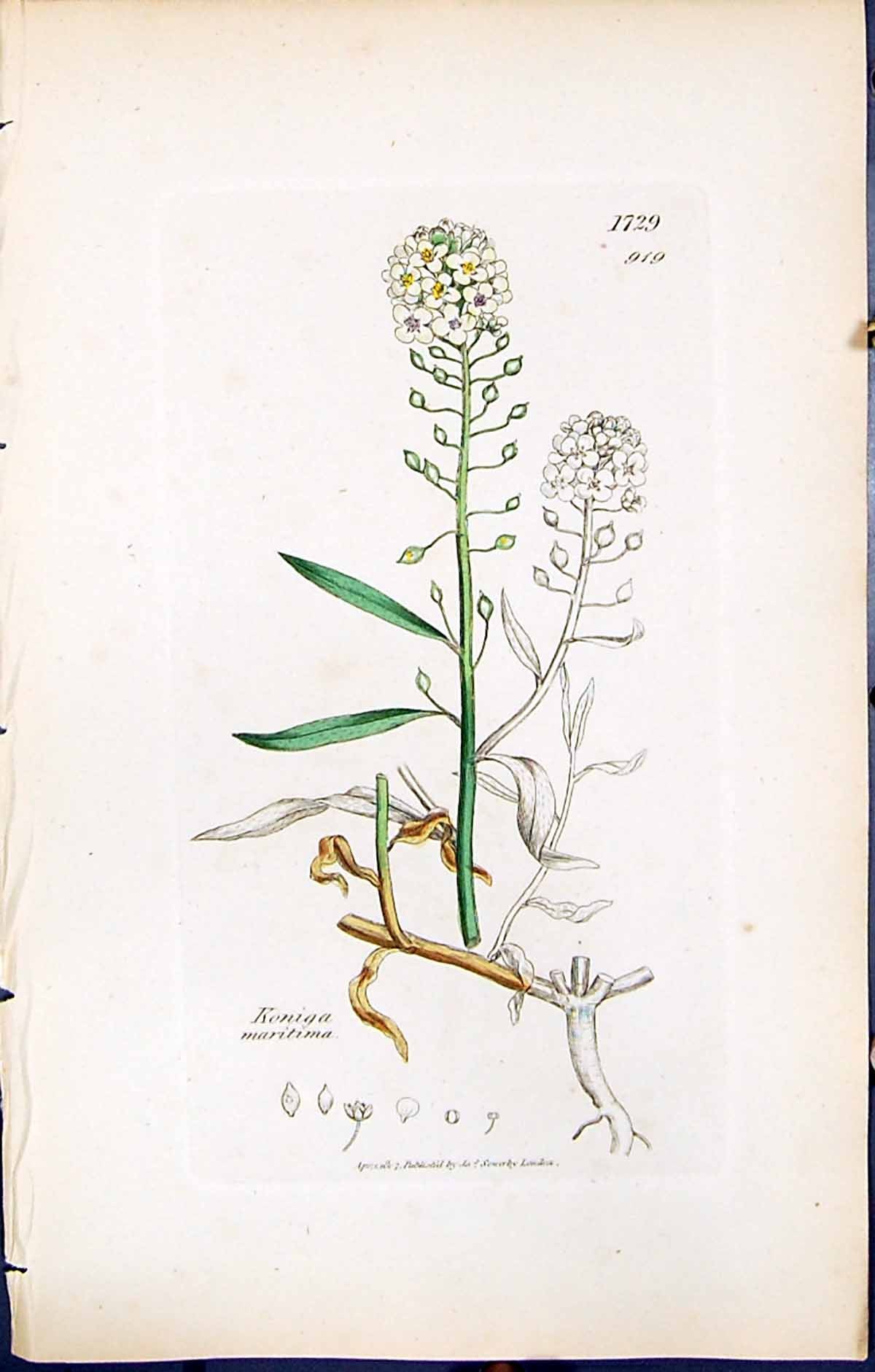 Antique Old Print Koniga Maritima British Plants Botany 1847 Sowerby Smith 19th