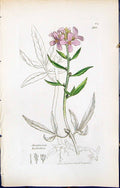 Antique Old Print Dentaria Bulbifera British Plants Botany 1847 Sowerby Smith