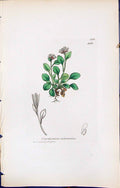 Old Print Cardamine Bellidifolia British Plants Botany 1847 Sowerby Smith 19th