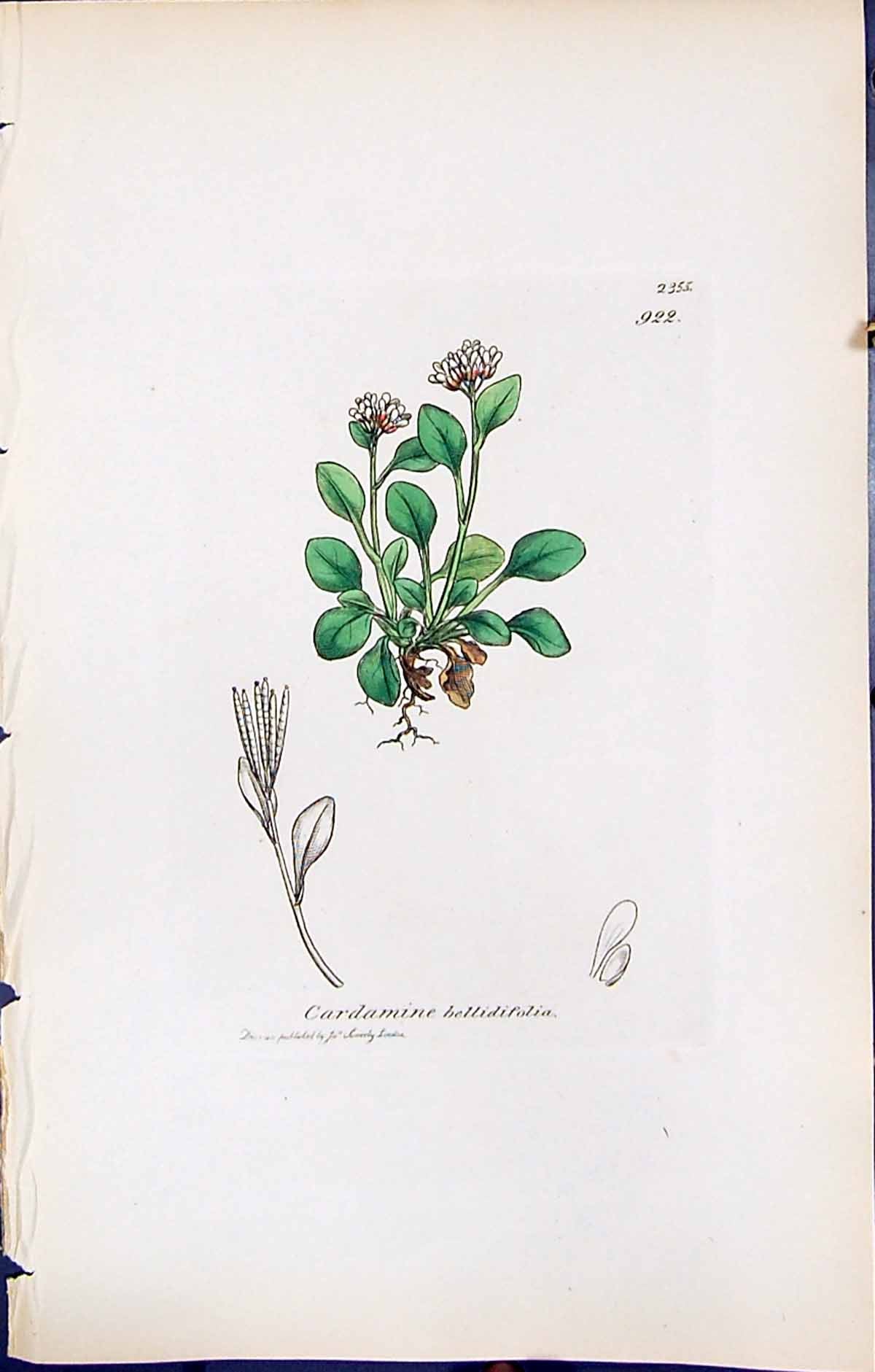 Old Print Cardamine Bellidifolia British Plants Botany 1847 Sowerby Smith 19th