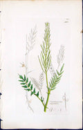 Antique Print Cardamine Impatiens British Plants Botany 1847 Sowerby Smith 19th