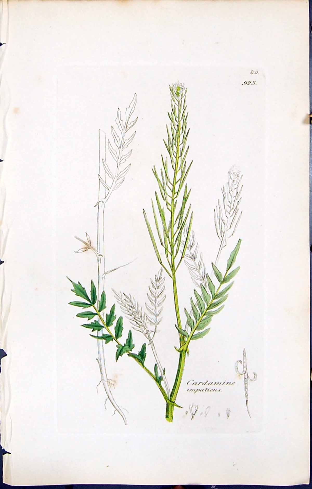 Antique Print Cardamine Impatiens British Plants Botany 1847 Sowerby Smith 19th