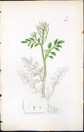 Antique Old Print British Plants Botany 1847 Sowerby Smith Cardamine Hirsuta