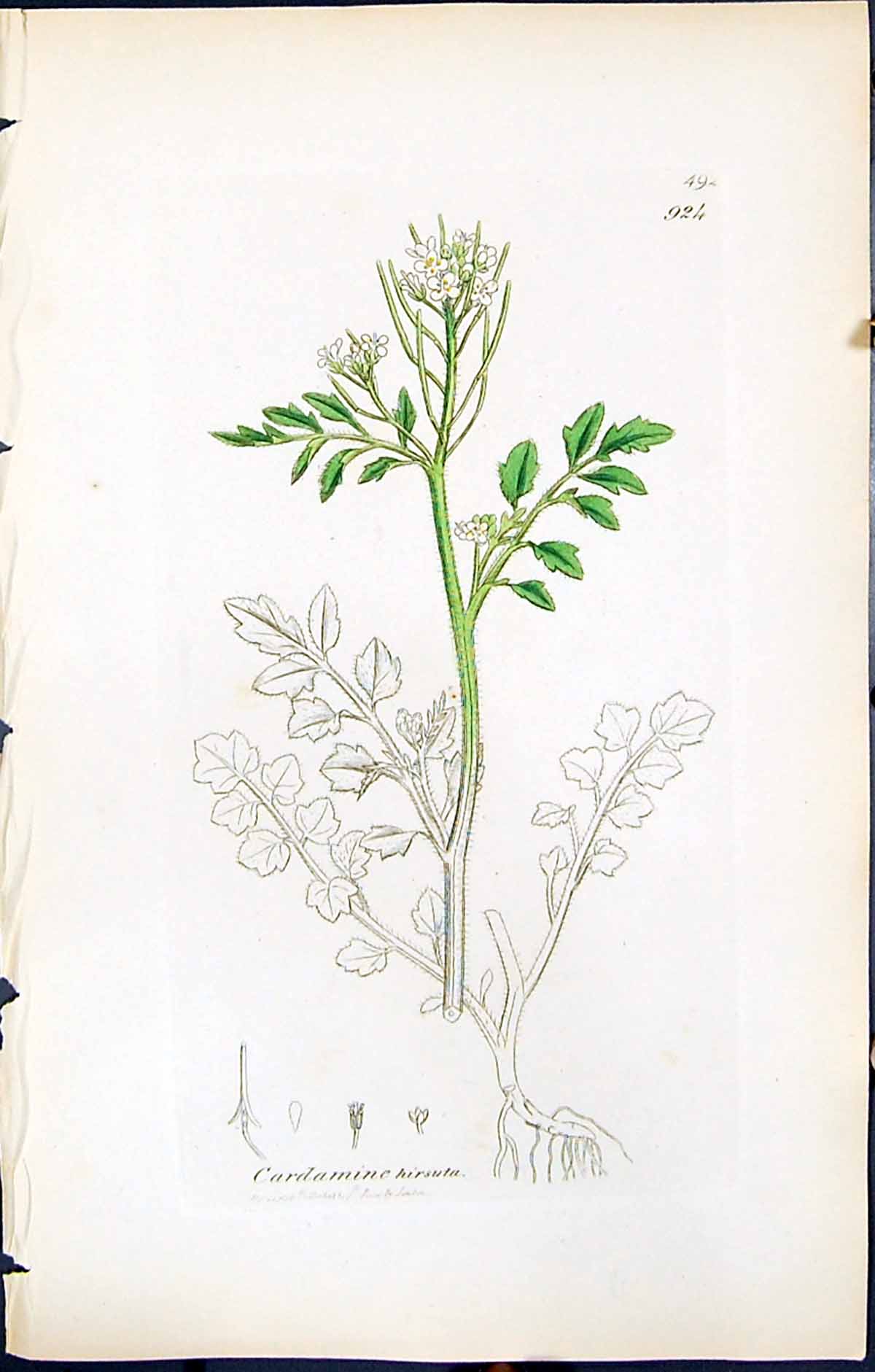 Antique Old Print British Plants Botany 1847 Sowerby Smith Cardamine Hirsuta
