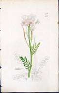 Antique Print Cardamine Pratensis British Plants Botany 1847 Sowerby Smith 19th