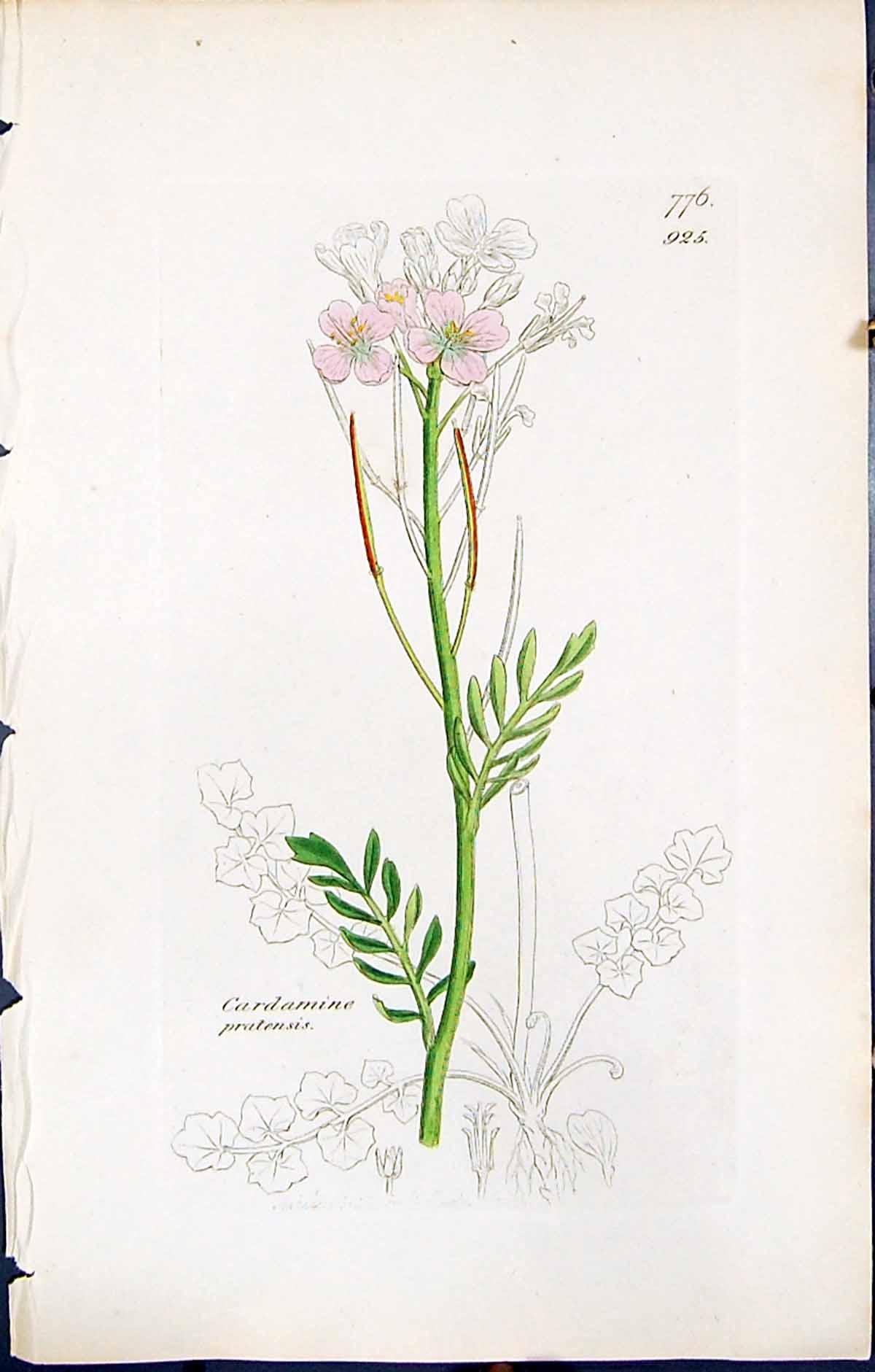 Antique Print Cardamine Pratensis British Plants Botany 1847 Sowerby Smith 19th