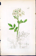 Antique Old Print Cardamine Amara British Plants Botany 1847 Sowerby Smith 19th