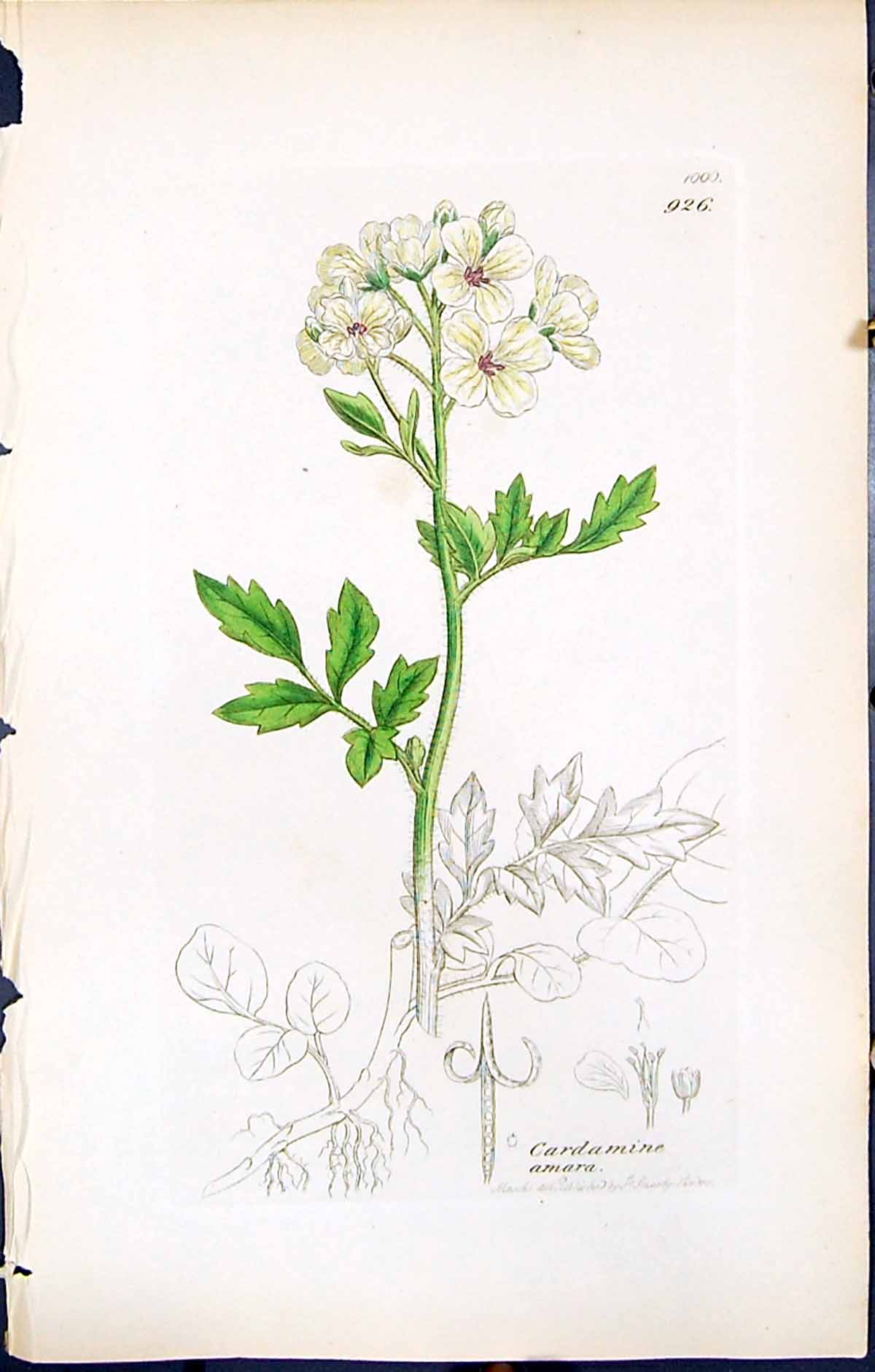 Antique Old Print Cardamine Amara British Plants Botany 1847 Sowerby Smith 19th