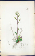 Old Print British Plants Botany 1847 Sowerby Smith Colour Arabis Stricta 19th