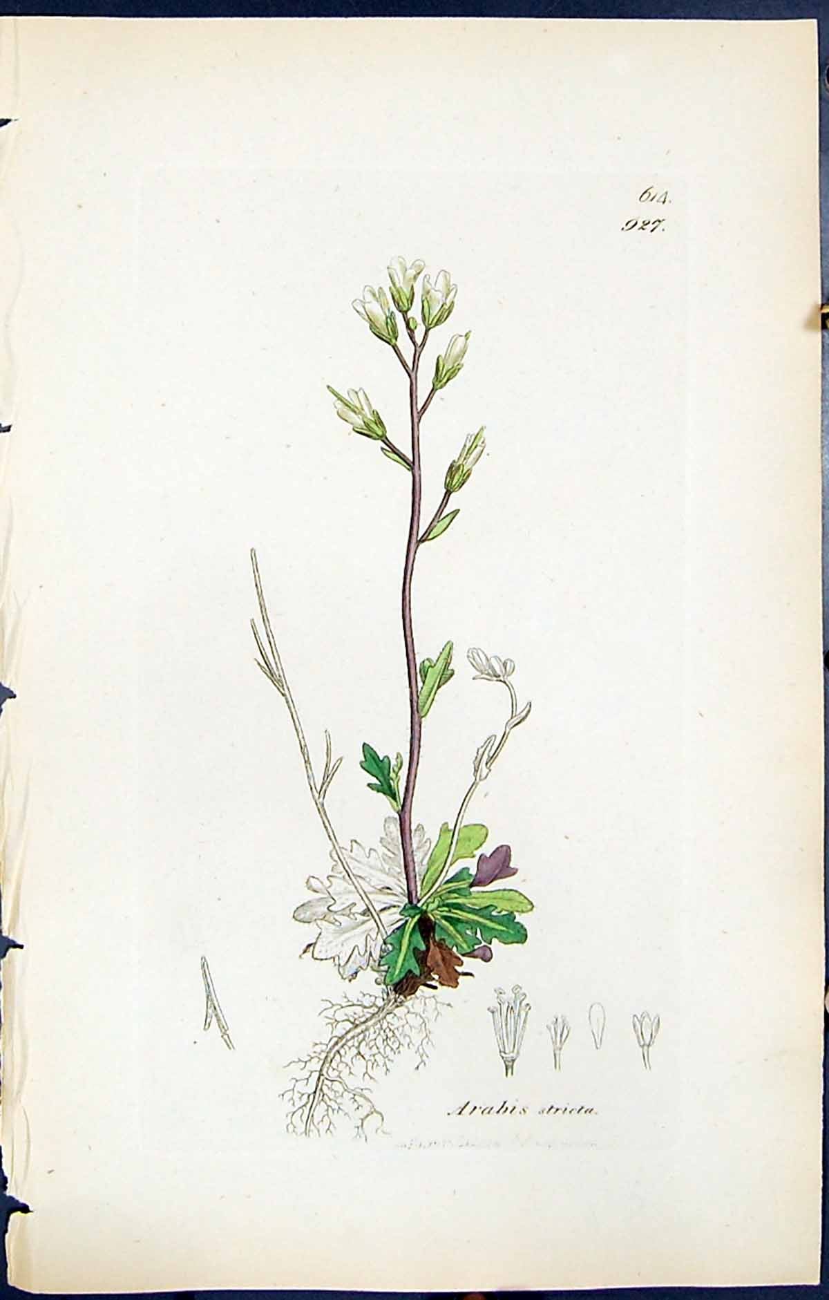 Old Print British Plants Botany 1847 Sowerby Smith Colour Arabis Stricta 19th