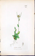 Old Print British Plants Botany 1847 Sowerby Smith Colour Arabis Ciliata 19th