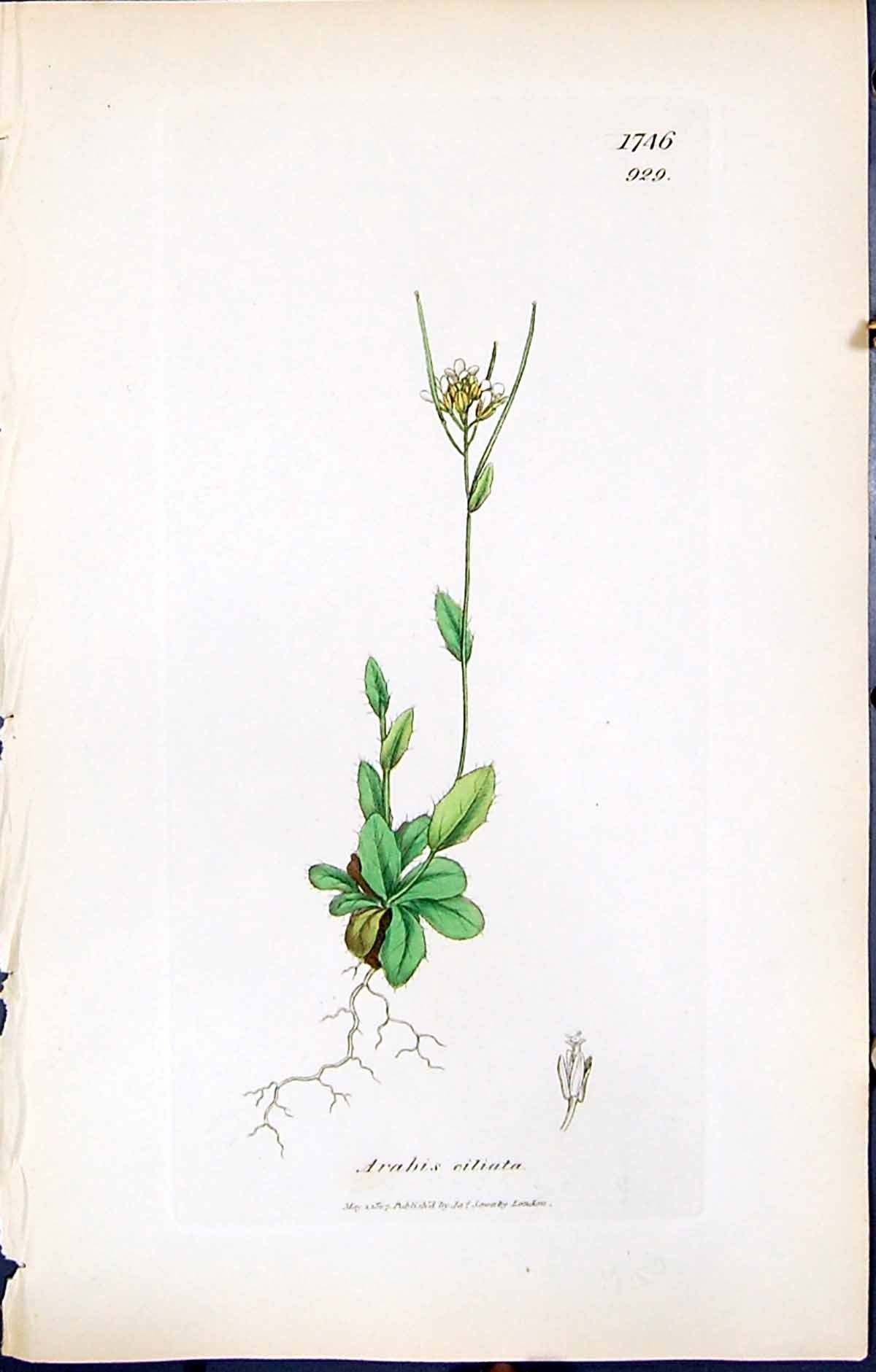 Old Print British Plants Botany 1847 Sowerby Smith Colour Arabis Ciliata 19th