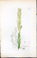Old Print British Plants Botany 1847 Sowerby Smith Colour Arabis Hirsuta 19th