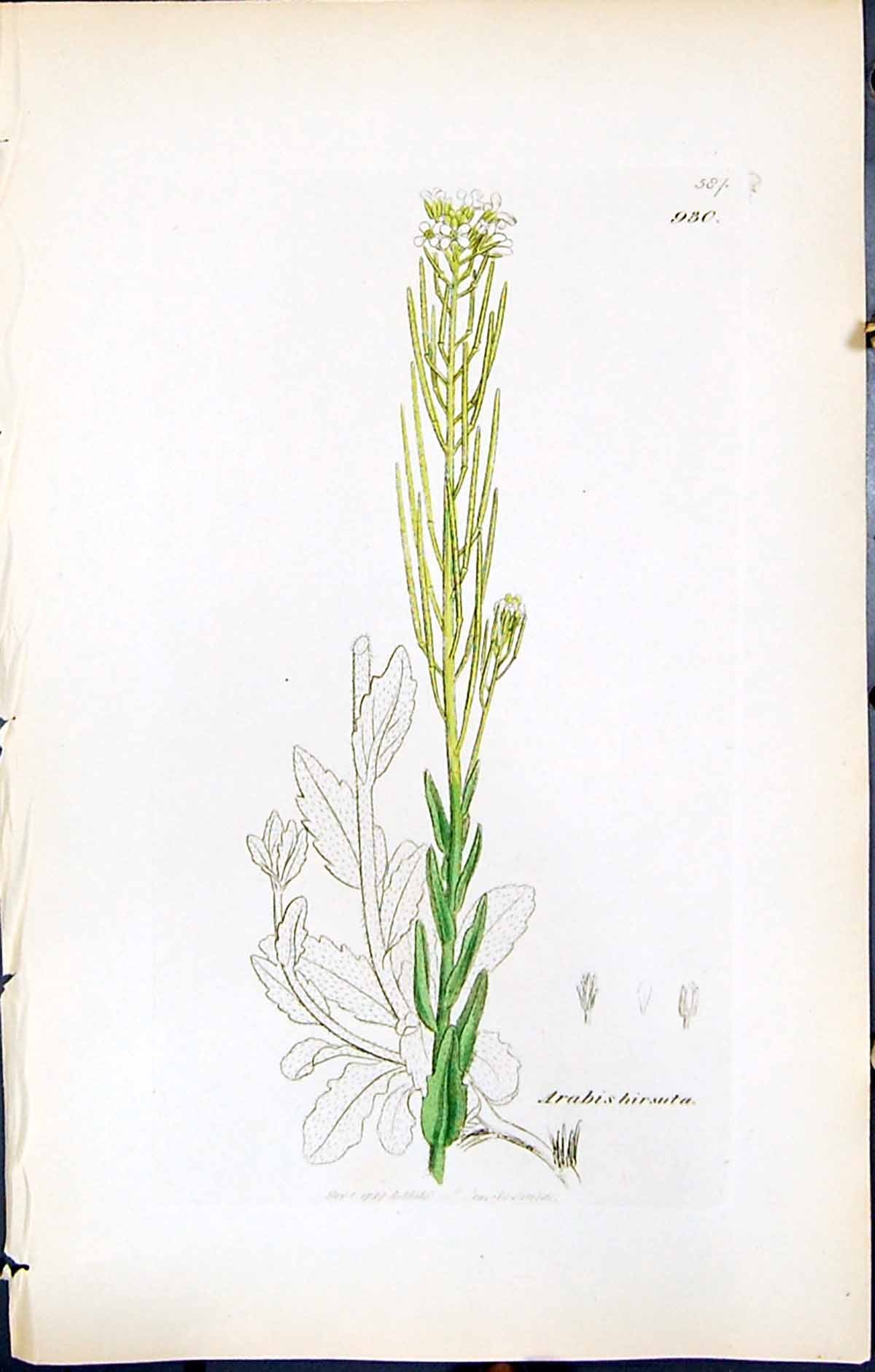 Old Print British Plants Botany 1847 Sowerby Smith Colour Arabis Hirsuta 19th