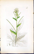 Old Print British Plants Botany 1847 Sowerby Smith Colour Arabis Turrita 19th