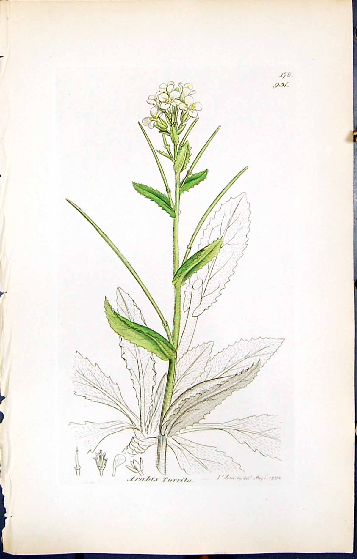 Old Print British Plants Botany 1847 Sowerby Smith Colour Arabis Turrita 19th