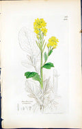 Antique Old Print British Plants Botany 1847 Sowerby Smith Barbarea Vulgaris