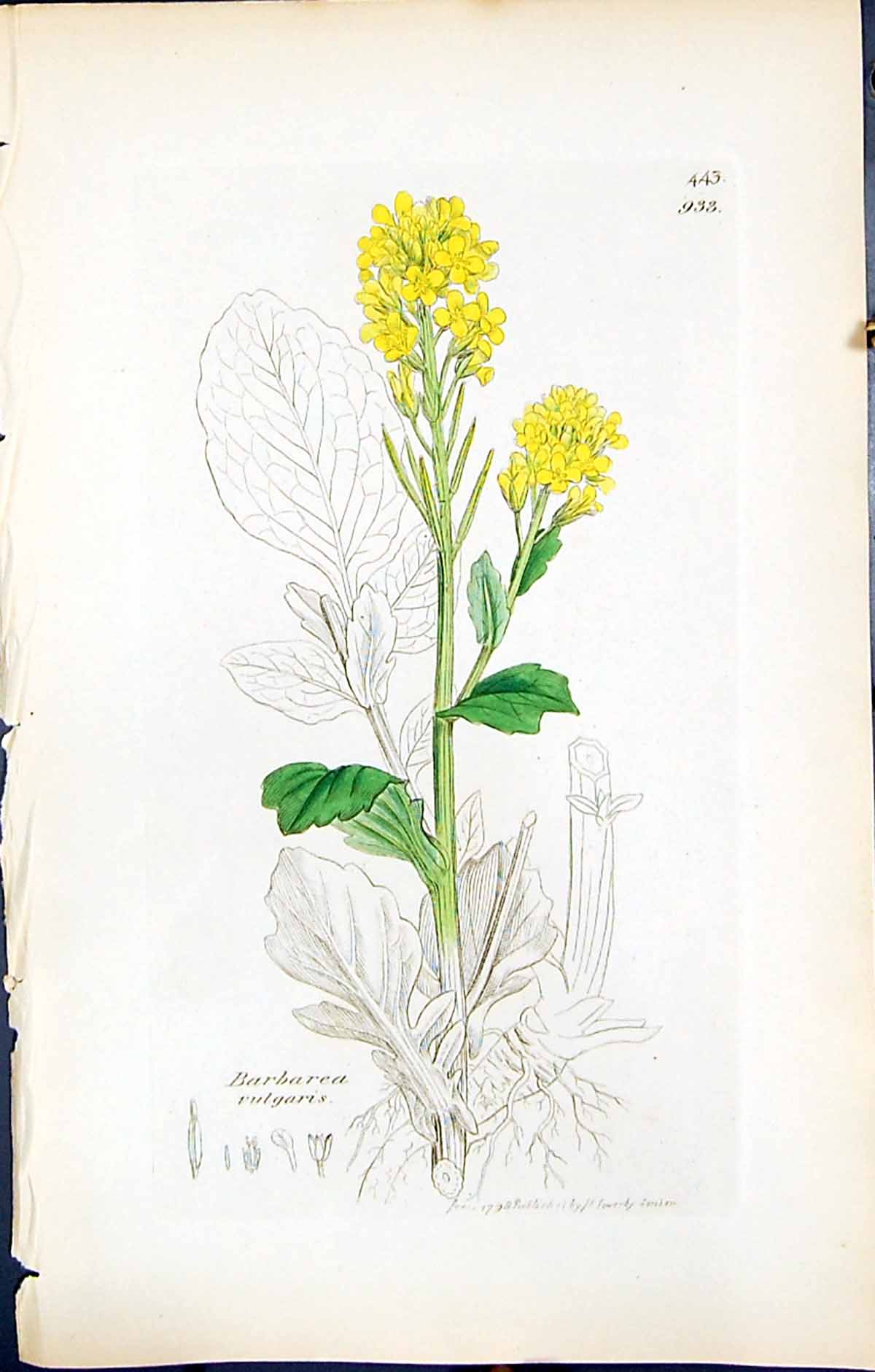 Antique Old Print British Plants Botany 1847 Sowerby Smith Barbarea Vulgaris
