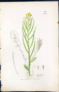 Antique Old Print British Plants Botany 1847 Sowerby Smith Barbarea Praecox