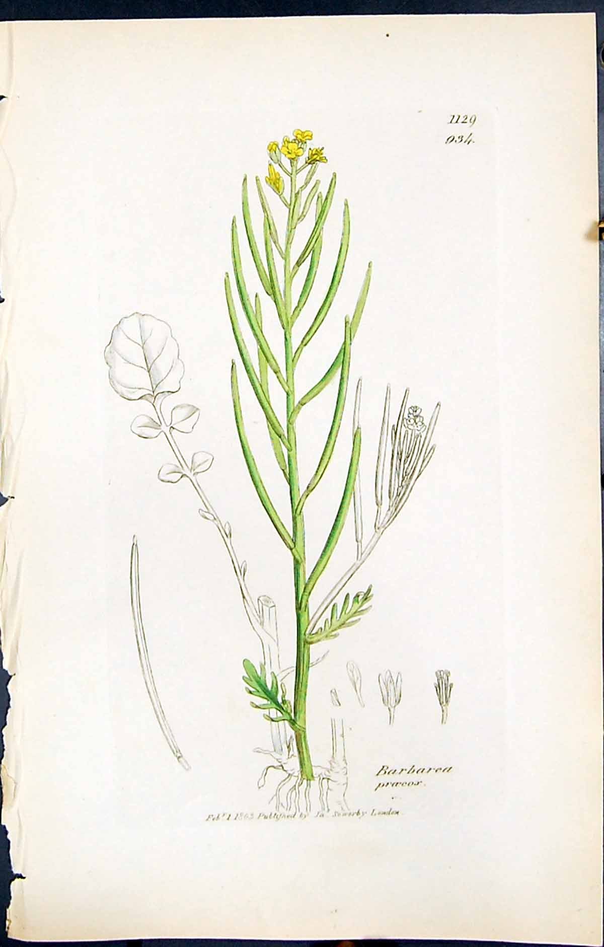 Antique Old Print British Plants Botany 1847 Sowerby Smith Barbarea Praecox