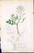 Old Print British Plants Botany 1847 Sowerby Smith Nasturtium Officinale 19th