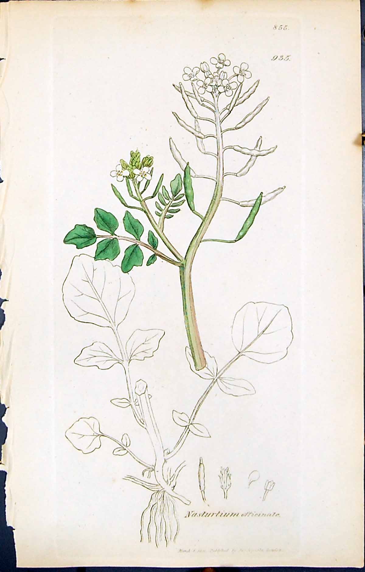 Old Print British Plants Botany 1847 Sowerby Smith Nasturtium Officinale 19th