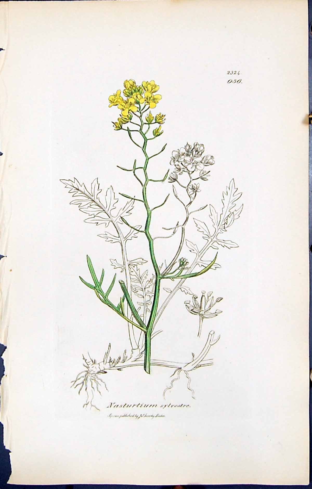 Antique Print British Plants Botany 1847 Sowerby Smith Nasturtium Sylvestre