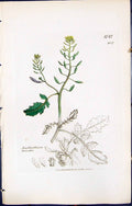 Antique Print British Plants Botany 1847 Sowerby Smith Nasturtium Terrestre