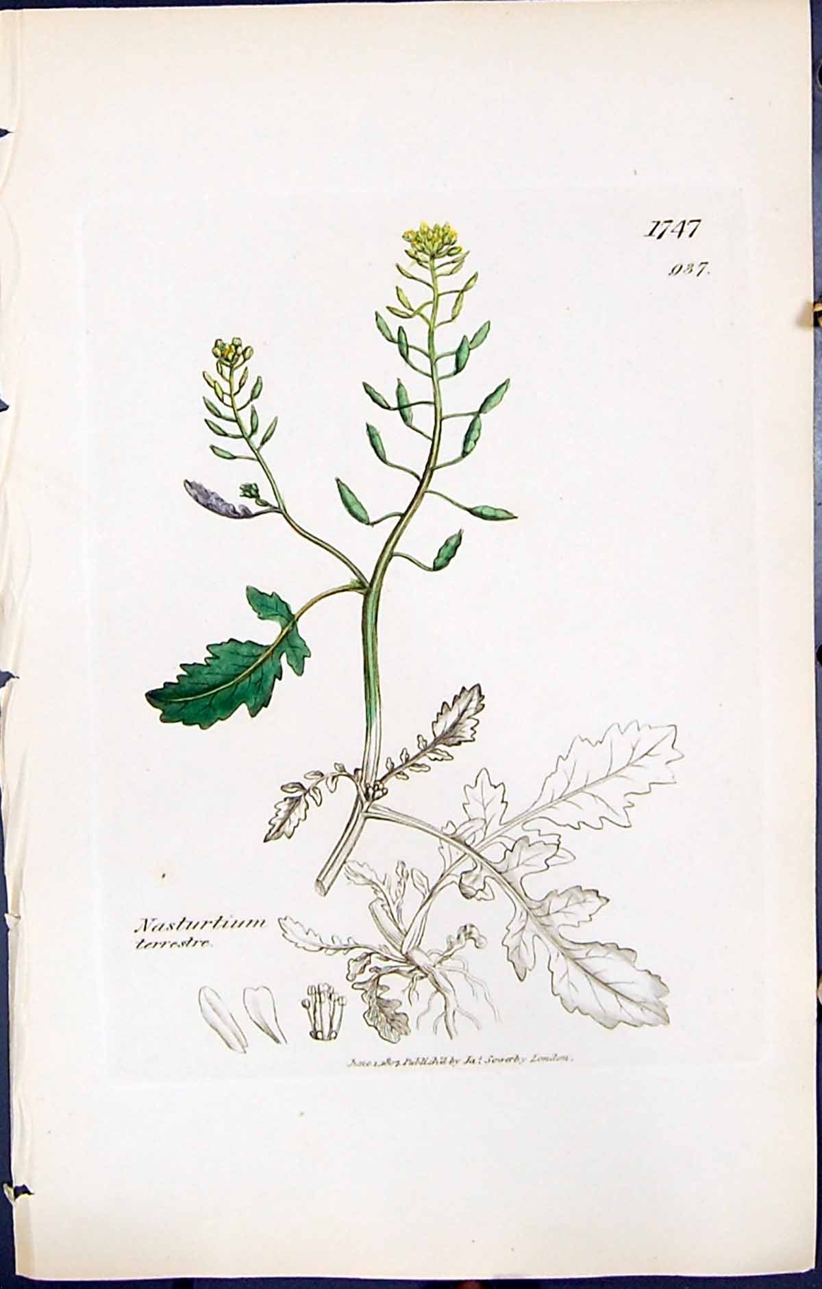 Antique Print British Plants Botany 1847 Sowerby Smith Nasturtium Terrestre