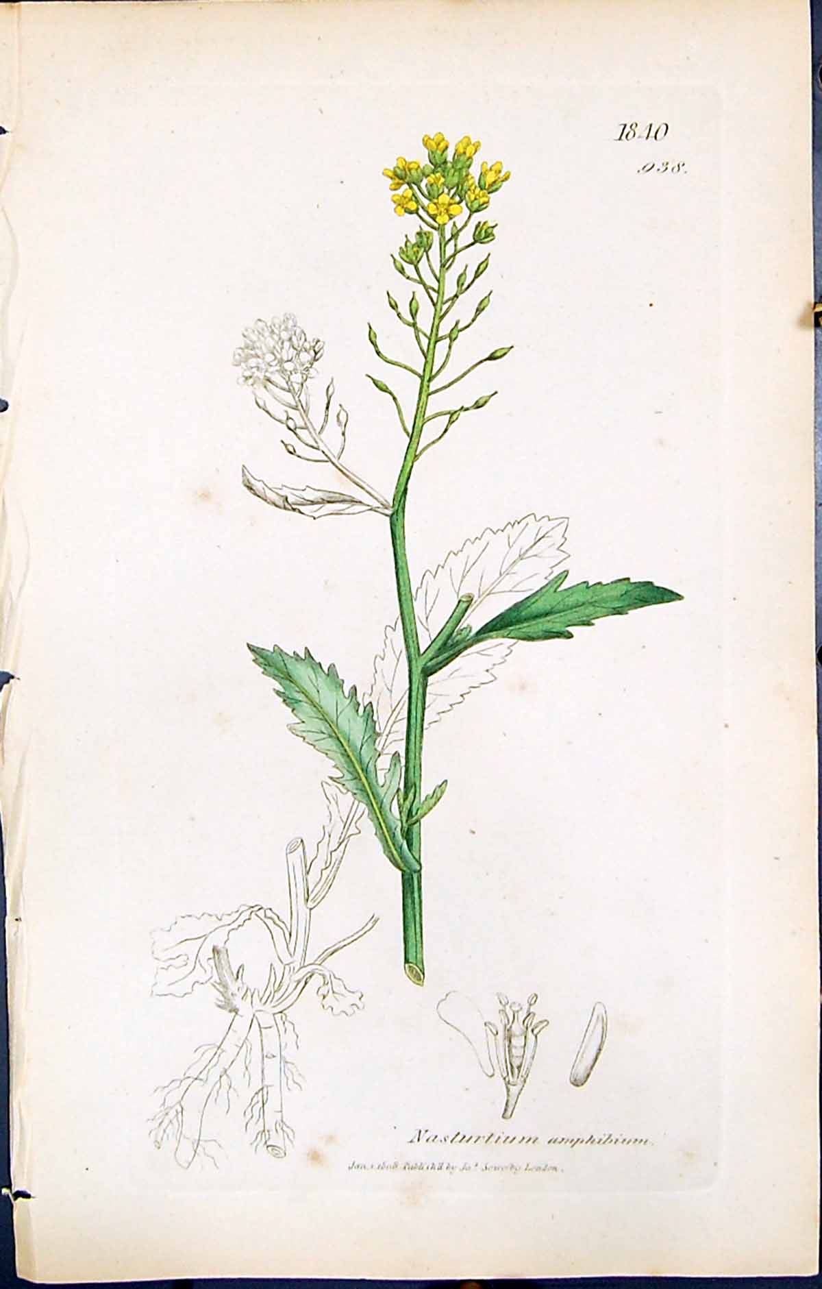 Antique Print British Plants Botany 1847 Sowerby Smith Nasturtium Amphibium