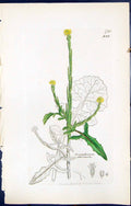 Old Print British Plants Botany 1847 Sowerby Smith Sisymbrium Officinale 19th
