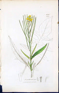 Old Print British Plants Botany 1847 Sowerby Smith Colour Sisymbrium Irio 19th