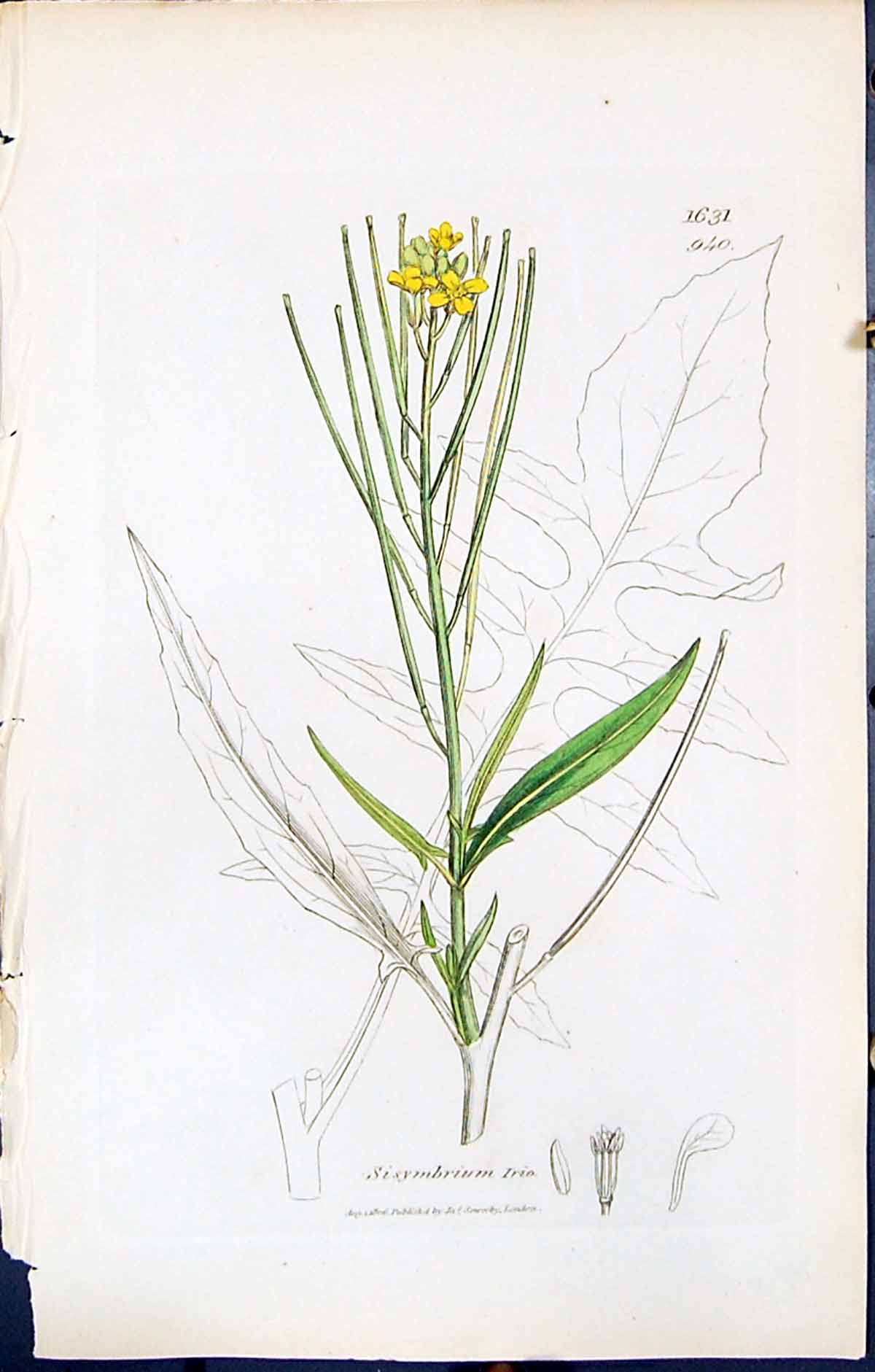 Old Print British Plants Botany 1847 Sowerby Smith Colour Sisymbrium Irio 19th