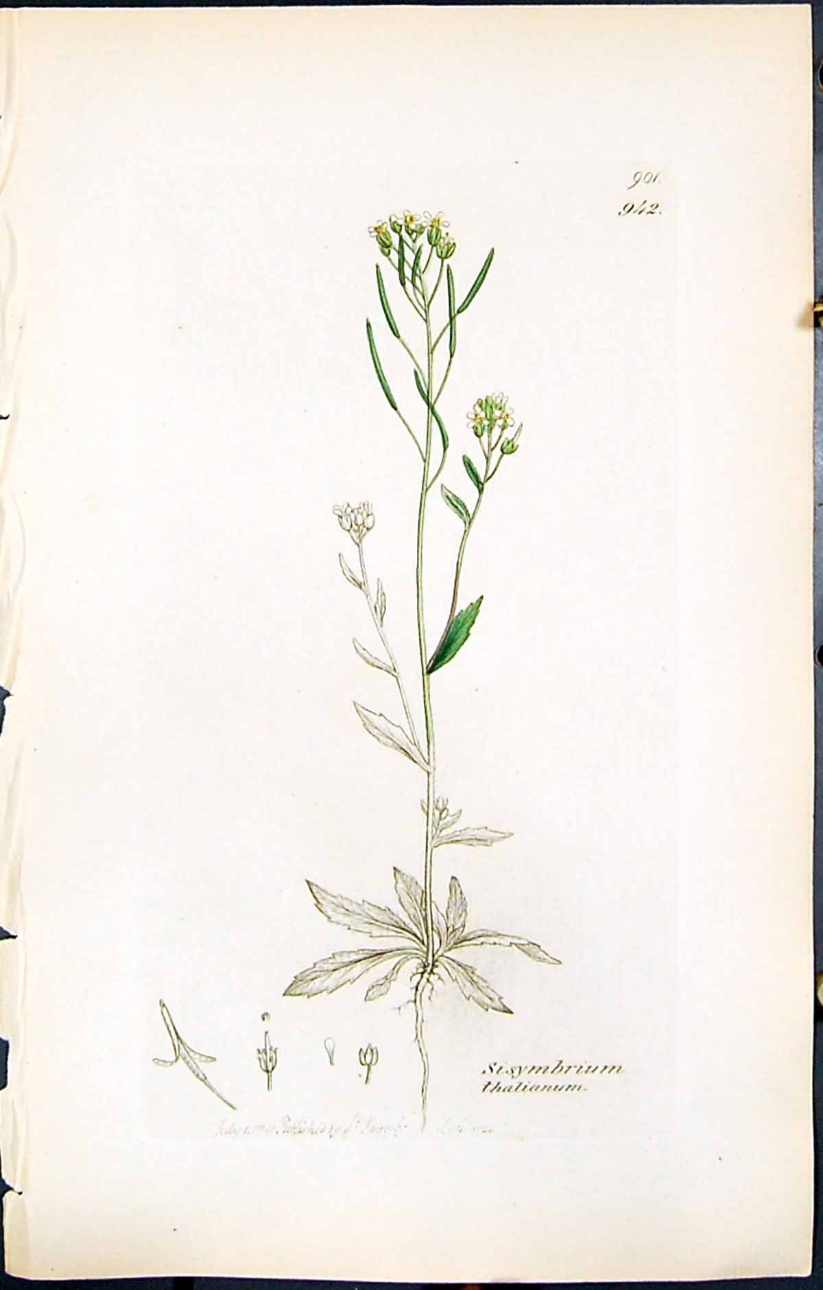 Antique Print British Plants Botany 1847 Sowerby Smith Sisymbrium Thalianum
