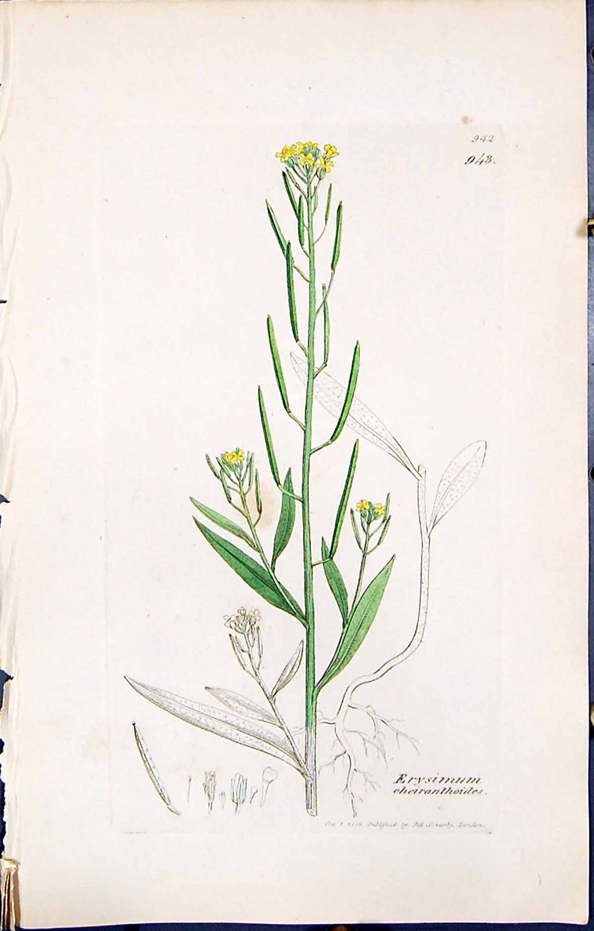 Old Erysimum Cheiranthoides British Plants Botany 1847 Sowerby Smith Victorian