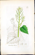 Antique Old Print Erysimum Alliaria British Plants Botany 1847 Sowerby Smith