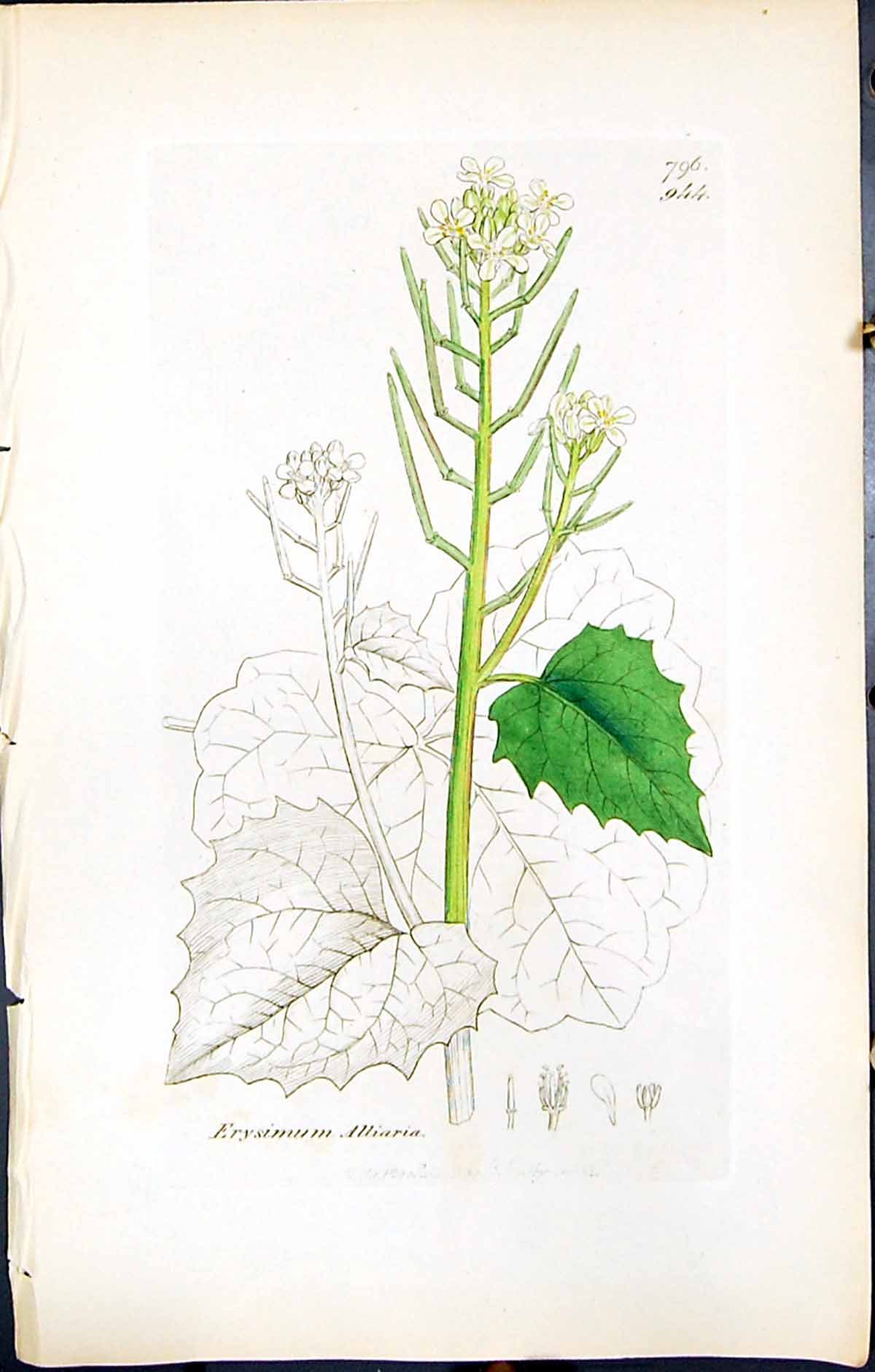 Antique Old Print Erysimum Alliaria British Plants Botany 1847 Sowerby Smith