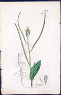 Antique Old Print British Plants Botany 1847 Sowerby Smith Erysimum Orientale