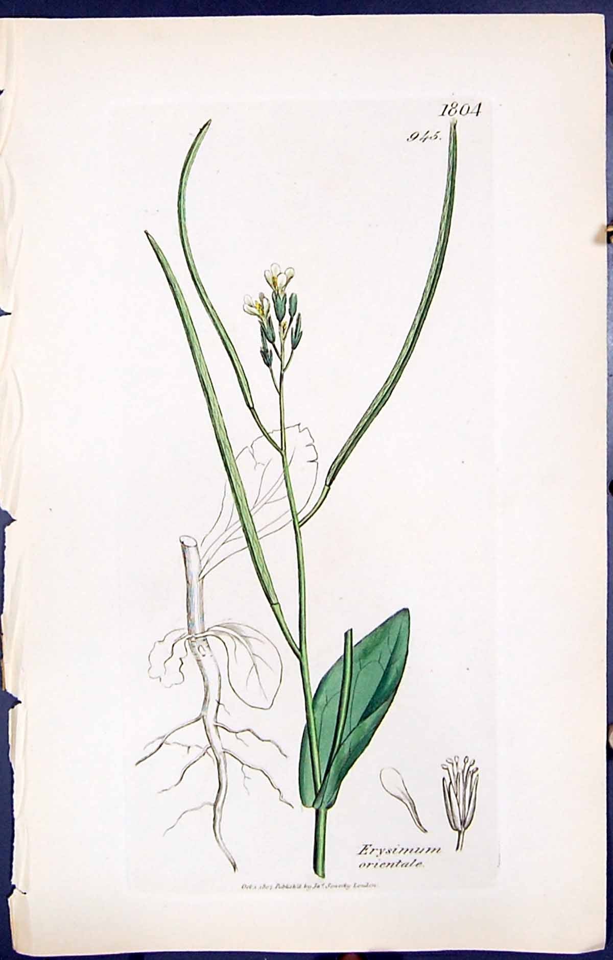 Antique Old Print British Plants Botany 1847 Sowerby Smith Erysimum Orientale