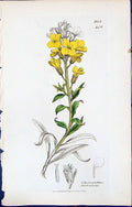Old British Plants Botany 1847 Sowerby Smith Cheiranthus Fruticulosus Victorian