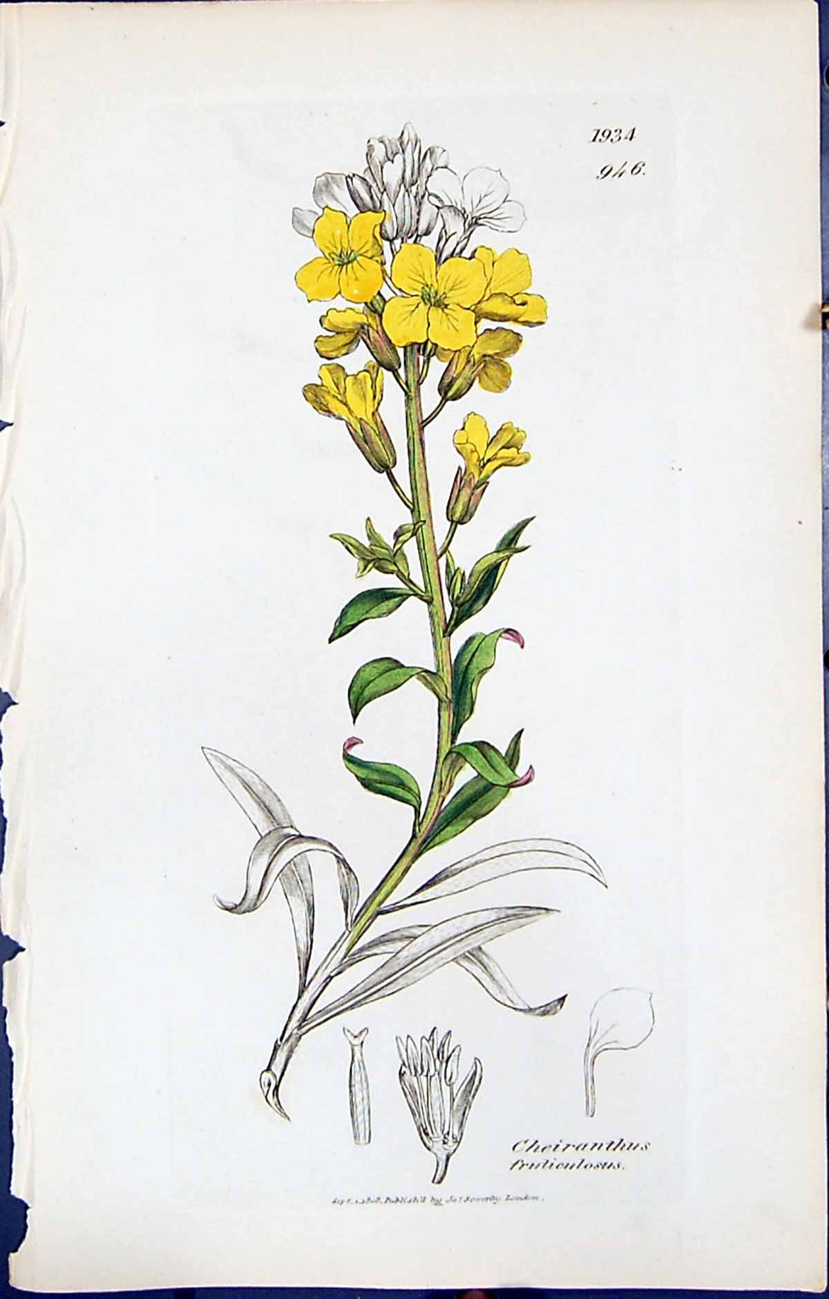 Old British Plants Botany 1847 Sowerby Smith Cheiranthus Fruticulosus Victorian