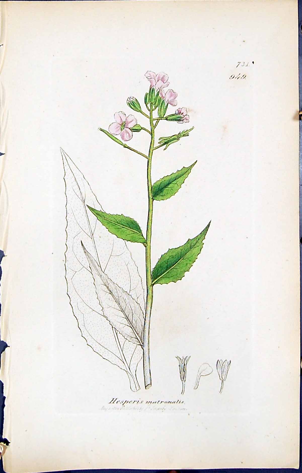 Antique Print Hesperis Matronalis British Plants Botany 1847 Sowerby Smith 19th