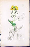 Antique Print Brassica Rapa British Plants Botany 1847 Sowerby Smith Colour