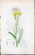 Antique Old Print Brassica Oleracea British Plants Botany 1847 Sowerby Smith