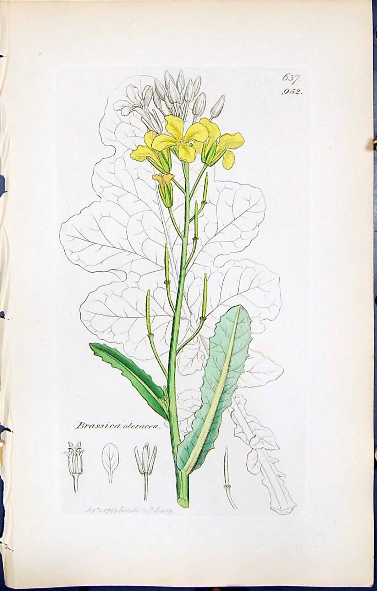 Antique Old Print Brassica Oleracea British Plants Botany 1847 Sowerby Smith