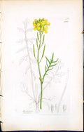 Antique Old Print Brassica Monensis British Plants Botany 1847 Sowerby Smith