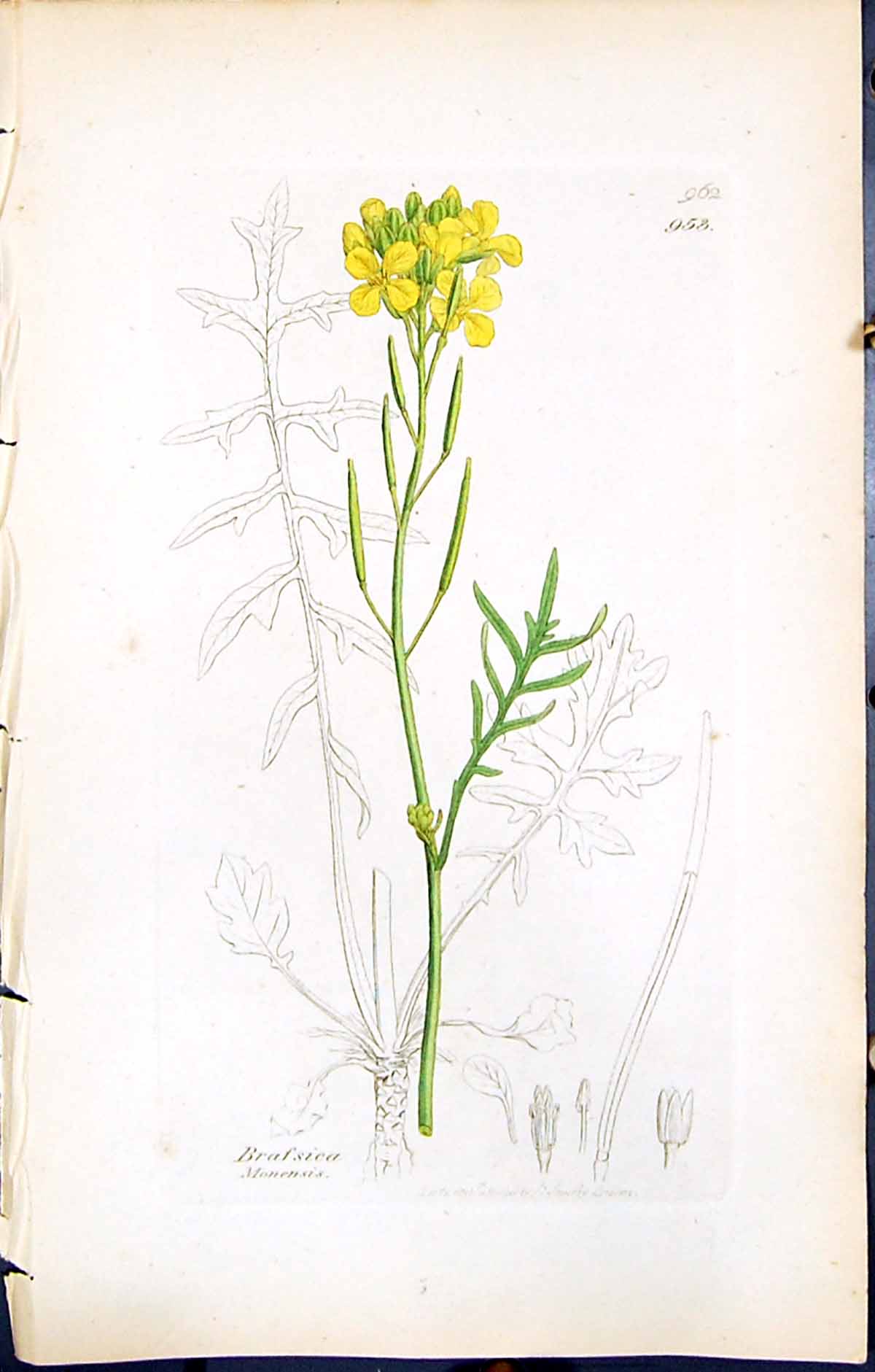 Antique Old Print Brassica Monensis British Plants Botany 1847 Sowerby Smith